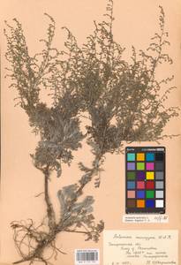 Artemisia caerulescens subsp. caerulescens, Восточная Европа, Южно-Украинский район (E12) (Украина)