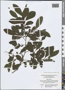 Ива ушастая L., Восточная Европа, Западный район (E3) (Россия)