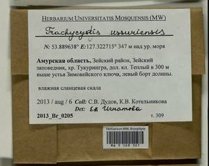 Trachycystis ussuriensis (Regel & Maack) T.J. Kop., Гербарий мохообразных, Мхи - Дальний Восток (без Чукотки и Камчатки) (B20) (Россия)