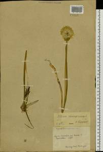 Лук скорода, Шнитт-лук L., Сибирь, Чукотка и Камчатка (S7) (Россия)