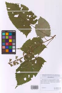 Шалфей железистый, Шалфей клейкий L., Восточная Европа, Московская область и Москва (E4a) (Россия)