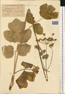 Heracleum sphondylium subsp. sibiricum (L.) Simonk., Восточная Европа, Нижневолжский район (E9) (Россия)