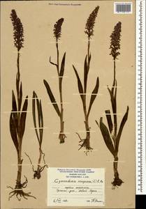 Кокушник длиннорогий (L.) R.Br., Кавказ, Южная Осетия (K4b) (Южная Осетия)