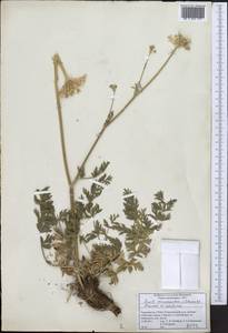 Жабрица заостренная (Schrenk) Pimenov & Sdobnina, Средняя Азия и Казахстан, Памир и Памиро-Алай (M2) (Таджикистан)