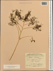 Isatis brachycarpa C.A. Mey., Кавказ, Армения (K5) (Армения)