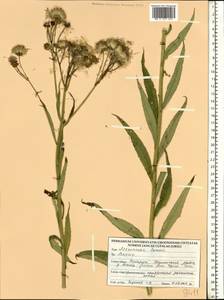 Крестовник, Восточная Европа, Белоруссия (E3a) (Белоруссия)