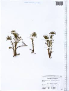 Молочай кипарисовый L., Восточная Европа, Северо-Западный район (E2) (Россия)