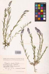 Истод хохлатый Schkuhr, Восточная Европа, Нижневолжский район (E9) (Россия)