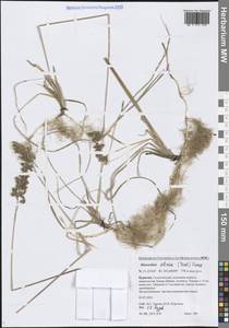 Anthoxanthum glabrum (Trin.) Veldkamp, Сибирь, Прибайкалье и Забайкалье (S4) (Россия)