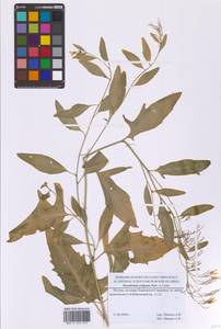 Гулявник волжский M.Bieb. ex E.Fourn., Восточная Европа, Московская область и Москва (E4a) (Россия)