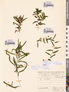Potamogeton × nitens Weber, Сибирь, Чукотка и Камчатка (S7) (Россия)