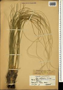 Ковыль красивейший K.Koch, Кавказ, Армения (K5) (Армения)