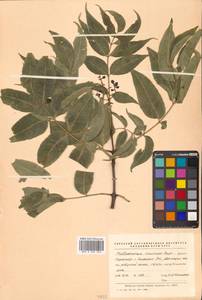 Бархат амурский Rupr., Сибирь, Дальний Восток (S6) (Россия)