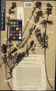 Pedicularis anthemifolia subsp. elatior (Regel) Tsoong, Средняя Азия и Казахстан, Западный Тянь-Шань и Каратау (M3) (Киргизия)