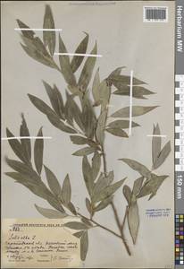 Ива белая, Ветла L., Восточная Европа, Нижневолжский район (E9) (Россия)