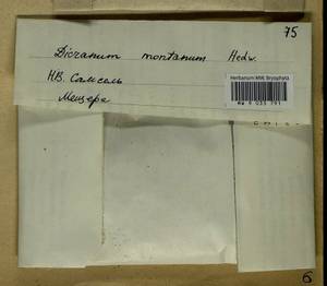 Orthodicranum montanum (Hedw.) Loeske, Гербарий мохообразных, Мхи - Центральное Нечерноземье (B6) (Россия)