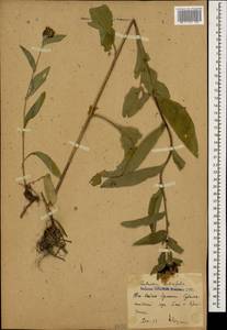 Centaurea phrygia subsp. salicifolia (M. Bieb. ex Willd.) Mikheev, Кавказ, Южная Осетия (K4b) (Южная Осетия)