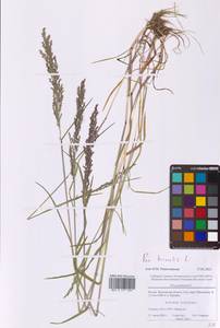 Мятлик обыкновенный L., Восточная Европа, Московская область и Москва (E4a) (Россия)