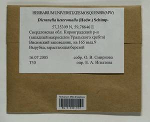 Dicranella heteromalla (Hedw.) Schimp., Гербарий мохообразных, Мхи - Пермский край, Удмуртия, Свердловская и Кировская области (B8) (Россия)