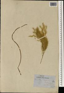 Miscanthus nepalensis (Trin.) Hack., Зарубежная Азия (ASIA) (Непал)
