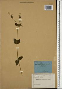 Dichodon perfoliatum (L.) Á. Löve & D. Löve, Кавказ (без точных местонахождений) (K0)