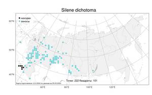 Silene dichotoma, Смолевка вильчатая Ehrh., Атлас флоры России (FLORUS) (Россия)