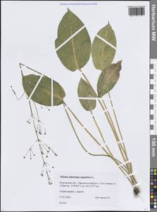 Частуха подорожниковая L., Сибирь, Западная Сибирь (S1) (Россия)