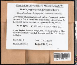 Tortella fragilis (Drumm.) Limpr., Гербарий мохообразных, Мхи - Дальний Восток (без Чукотки и Камчатки) (B20) (Россия)