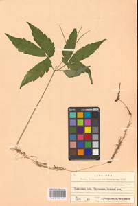 Сердечник железистый O.Schwarz, Восточная Европа, Западно-Украинский район (E13) (Украина)