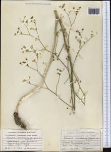 Элеостикта зеравшанская Kljuykov & Pimenov, Средняя Азия и Казахстан, Памир и Памиро-Алай (M2) (Узбекистан)