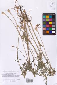 Мак Стевена (Mikheev) Kubát & Šípošová, Восточная Европа, Ростовская область (E12a) (Россия)