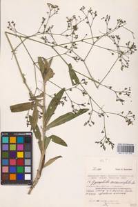 Качим козелецолистный Ser., Восточная Европа, Южно-Украинский район (E12) (Украина)