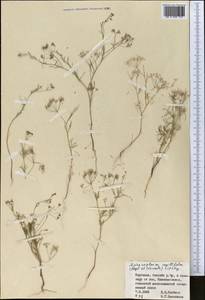 Psammogeton capillifolium (Regel & Schmalh.) Mousavi, Mozaff. & Zarre, Средняя Азия и Казахстан, Муюнкумы, Прибалхашье и Бетпак-Дала (M9) (Киргизия)