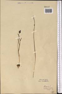 Мышиный гиацинт незамеченный Guss. ex Ten., Средняя Азия и Казахстан, Сырдарьинские пустыни и Кызылкумы (M7) (Узбекистан)