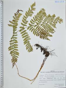 Щитовник амурский (Milde) Christ, Сибирь, Дальний Восток (S6) (Россия)