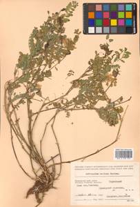 Астрагал приморский Boriss., Сибирь, Дальний Восток (S6) (Россия)