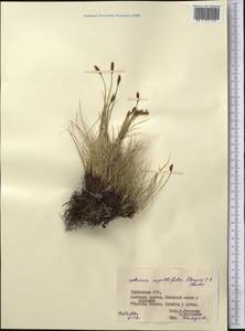 Carex capillifolia (Decne.) S.R.Zhang, Средняя Азия и Казахстан, Памир и Памиро-Алай (M2) (Киргизия)
