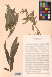 Salix alba × fragilis, Восточная Европа, Северо-Западный район (E2) (Россия)