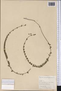 Cuphea melanium (L.) R. Br. ex Steud., Америка (AMER) (Куба)