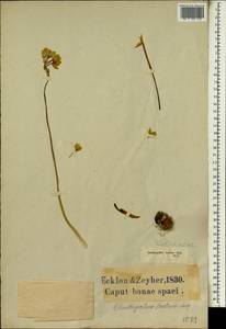 Ornithogalum conicum subsp. conicum, Африка (AFR) (ЮАР)