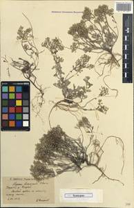 Odontarrhena tortuosa subsp. tortuosa, Восточная Европа, Нижневолжский район (E9) (Россия)