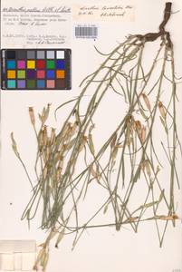 Dianthus monadelphus subsp. pallens (Sm.) Greuter & Burdet, Восточная Европа, Нижневолжский район (E9) (Россия)