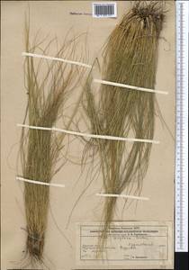 Ковыль сарепский A.K.Becker, Средняя Азия и Казахстан, Прикаспийский Устюрт и Северное Приаралье (M8) (Казахстан)