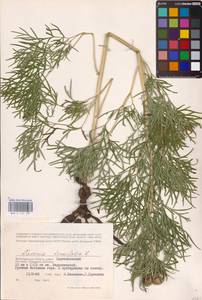 Пион тонколистный L., Восточная Европа, Нижневолжский район (E9) (Россия)