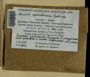 Mnium spinulosum Bruch & Schimp., Гербарий мохообразных, Мхи - Северный Кавказ и Предкавказье (B12) (Россия)