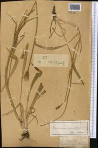 Козелец мелкоцветковый Jacq., Средняя Азия и Казахстан, Муюнкумы, Прибалхашье и Бетпак-Дала (M9) (Казахстан)