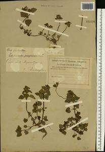 Яснотка пурпурная, Яснотка пурпуровая L., Восточная Европа, Западный район (E3) (Россия)