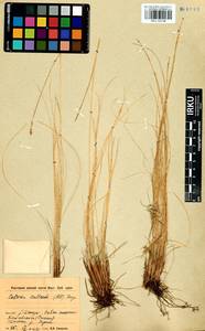 Carex myosuroides Vill., Сибирь, Прибайкалье и Забайкалье (S4) (Россия)