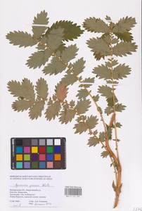 Репешок высокий Wallr., Восточная Европа, Центральный лесостепной район (E6) (Россия)