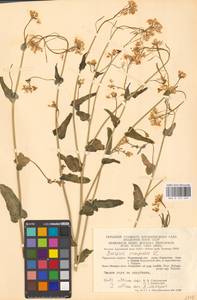 Brassica rapa subsp. sylvestris (L.) Janch., Восточная Европа, Центральный район (E4) (Россия)